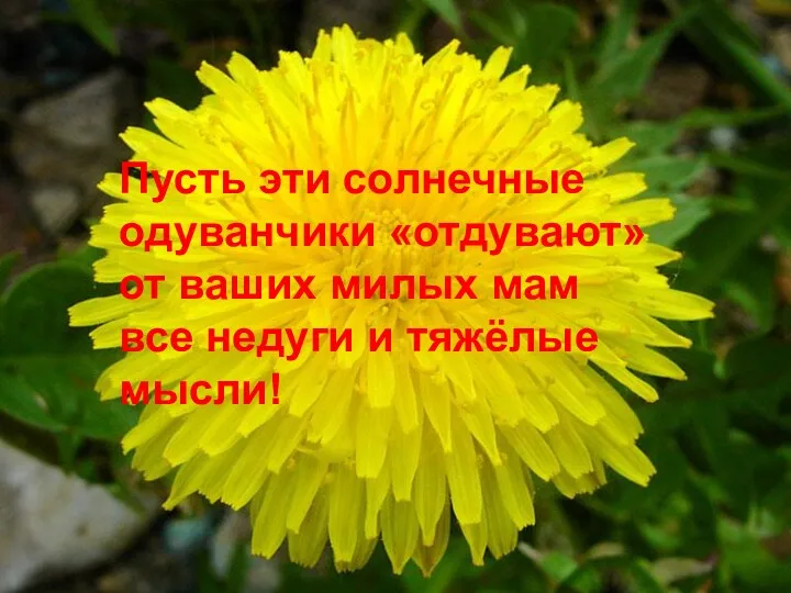 Пусть эти солнечные одуванчики «отдувают» от ваших милых мам все недуги и тяжёлые мысли!