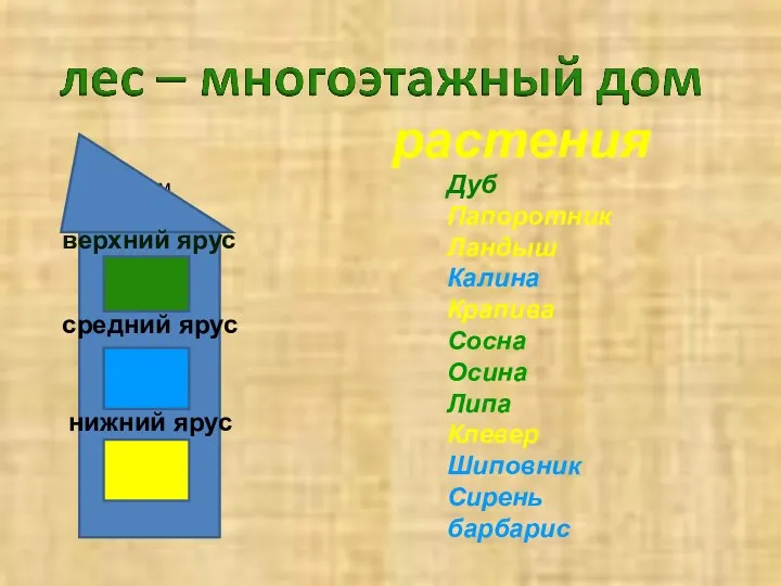 дом растения Дуб Папоротник Ландыш Калина Крапива Сосна Осина Липа