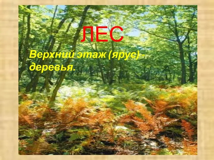 ЛЕС Верхний этаж (ярус) - деревья.