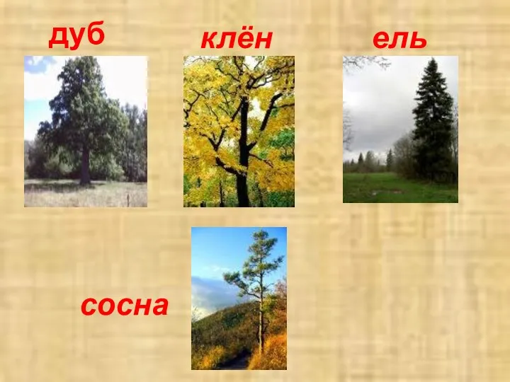 дуб ель клён сосна