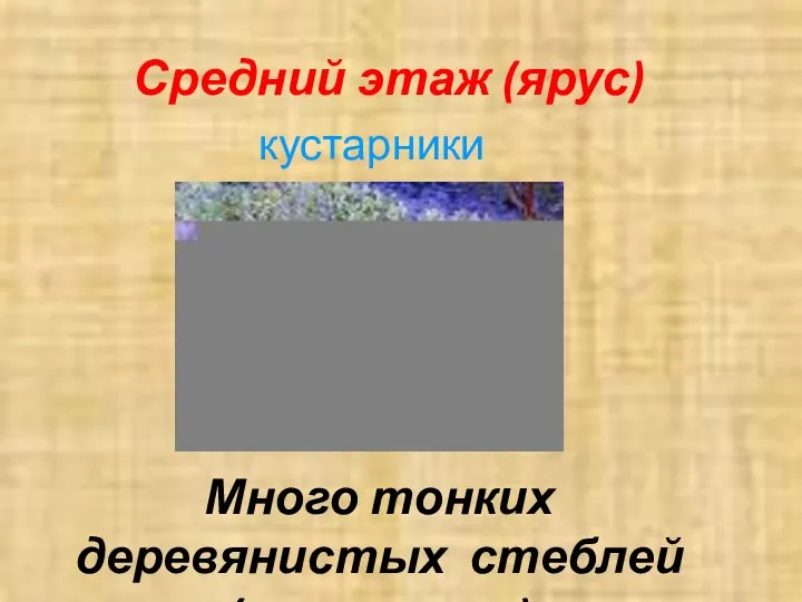 Средний этаж (ярус) кустарники Много тонких деревянистых стеблей (стволиков)