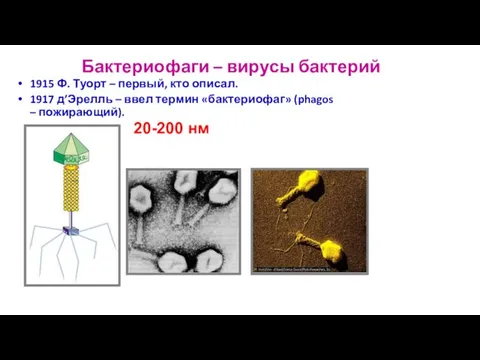 Бактериофаги – вирусы бактерий 1915 Ф. Туорт – первый, кто