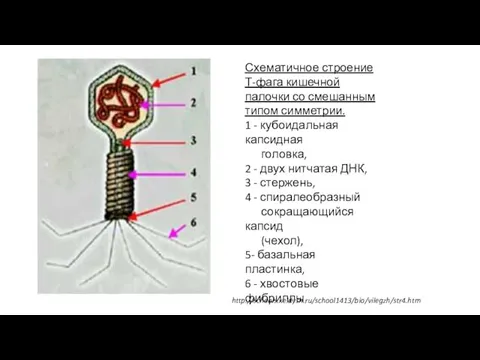 Схематичное строение Т-фага кишечной палочки со смешанным типом симметрии. 1