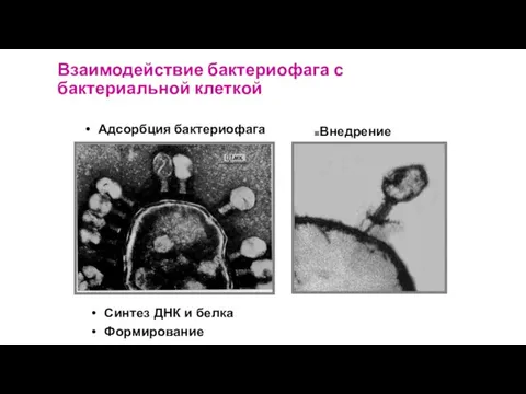 Взаимодействие бактериофага с бактериальной клеткой Адсорбция бактериофага Внедрение Синтез ДНК и белка Формирование