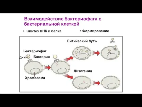 Взаимодействие бактериофага с бактериальной клеткой Синтез ДНК и белка Лизогения