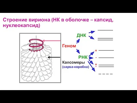 Строение вириона (НК в оболочке – капсид, нуклеокапсид) Геном ДНК