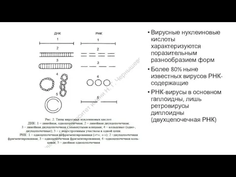 Вирусные нуклеиновые кислоты характеризуются поразительным разнообразием форм Более 80% ныне