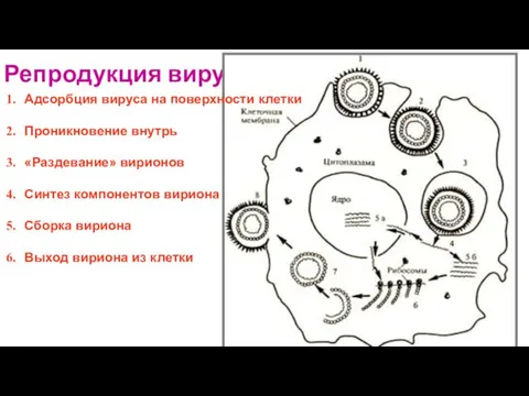 Репродукция вирусов Адсорбция вируса на поверхности клетки Проникновение внутрь «Раздевание»