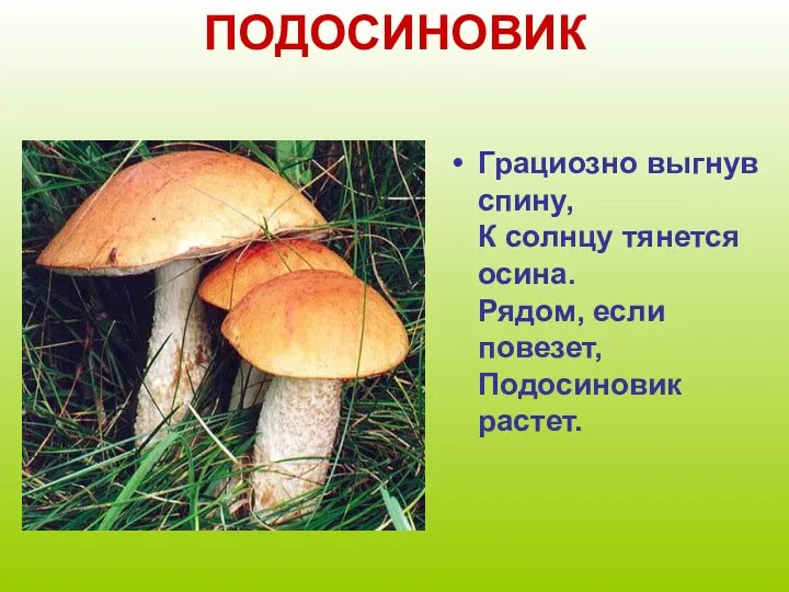 ПОДОСИНОВИК Грациозно выгнув спину, К солнцу тянется осина. Рядом, если повезет, Подосиновик растет.