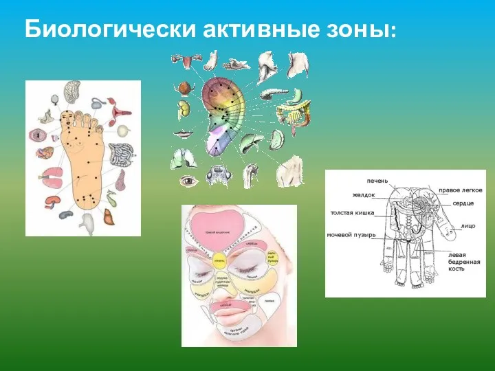 Биологически активные зоны: