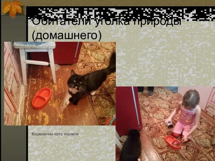 Обитатели уголка природы (домашнего) Кормление кота кормом