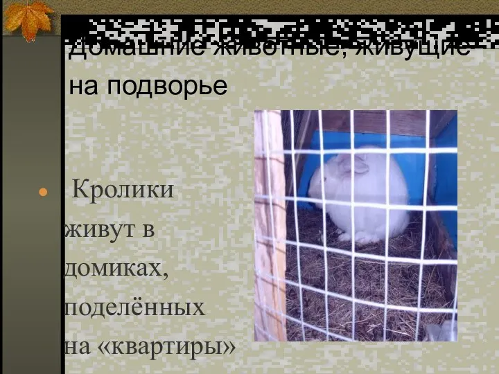 Домашние животные, живущие на подворье Кролики живут в домиках, поделённых на «квартиры»