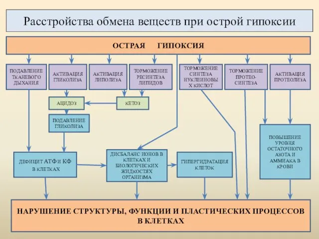 Расстройства обмена веществ при острой гипоксии ПОДАВЛЕНИЕ ТКАНЕВОГО ДЫХАНИЯ ТОРМОЖЕНИЕ