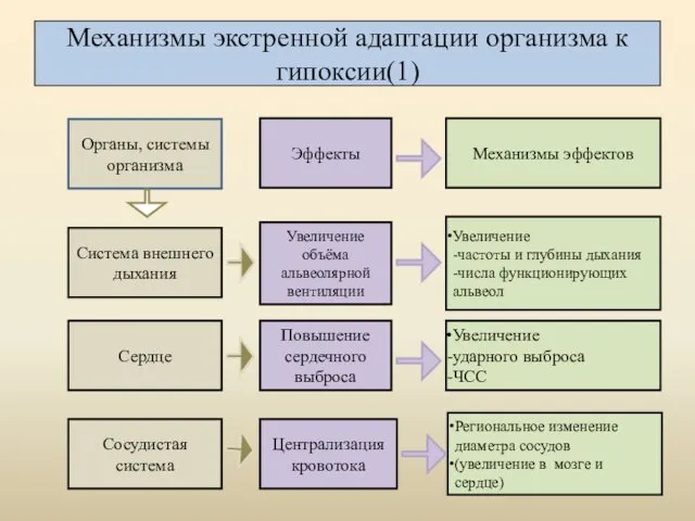 Механизмы экстренной адаптации организма к гипоксии(1) Увеличение -частоты и глубины