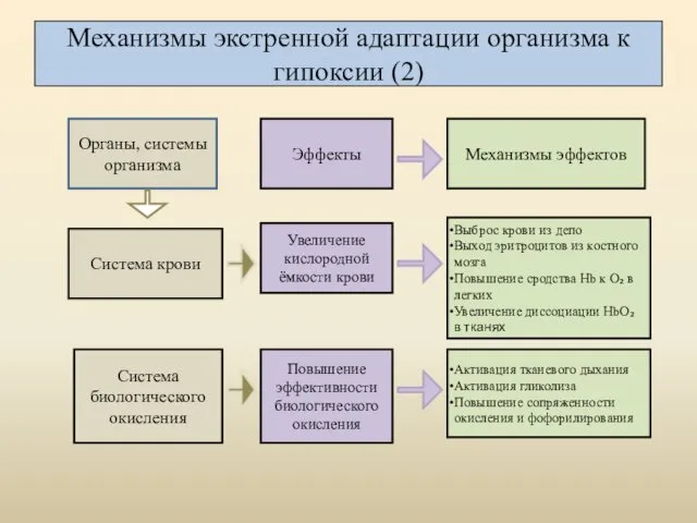 Механизмы экстренной адаптации организма к гипоксии (2) Выброс крови из