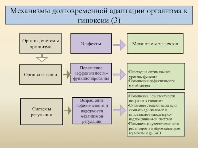 Механизмы долговременной адаптации организма к гипоксии (3) Переход на оптимальный