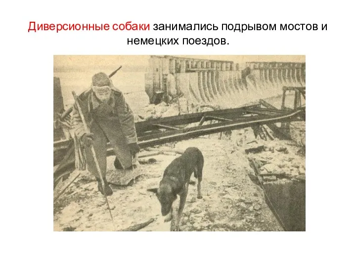 Диверсионные собаки занимались подрывом мостов и немецких поездов.