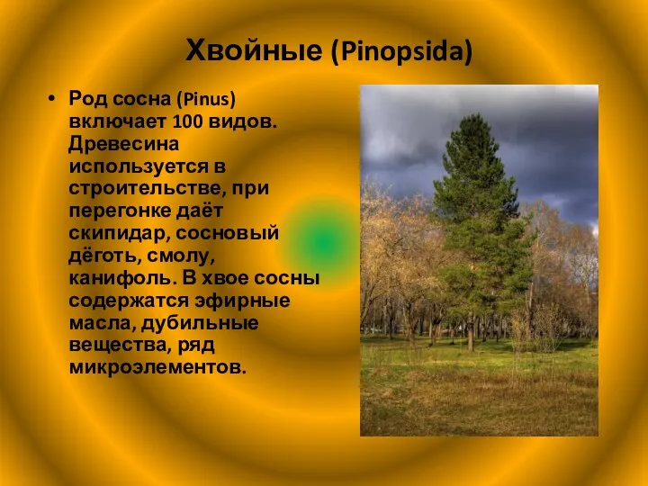 Хвойные (Pinopsida) Род сосна (Pinus) включает 100 видов. Древесина используется в строительстве, при
