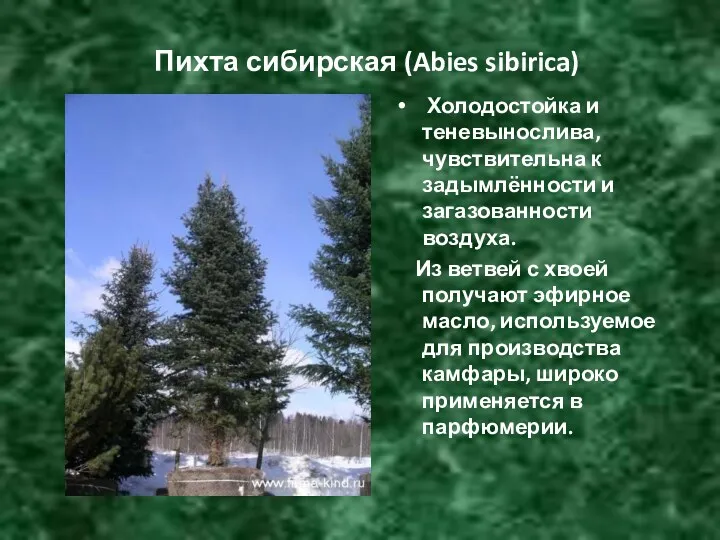 Пихта сибирская (Abies sibirica) Холодостойка и теневынослива, чувствительна к задымлённости и загазованности воздуха.