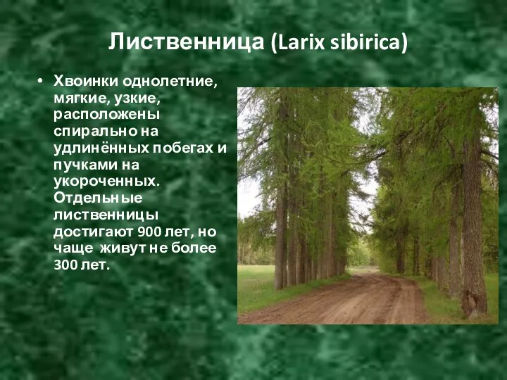 Лиственница (Larix sibirica) Хвоинки однолетние, мягкие, узкие, расположены спирально на удлинённых побегах и