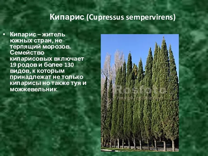 Кипарис (Cupressus sempervirens) Кипарис – житель южных стран, не терпящий морозов. Семейство кипарисовых