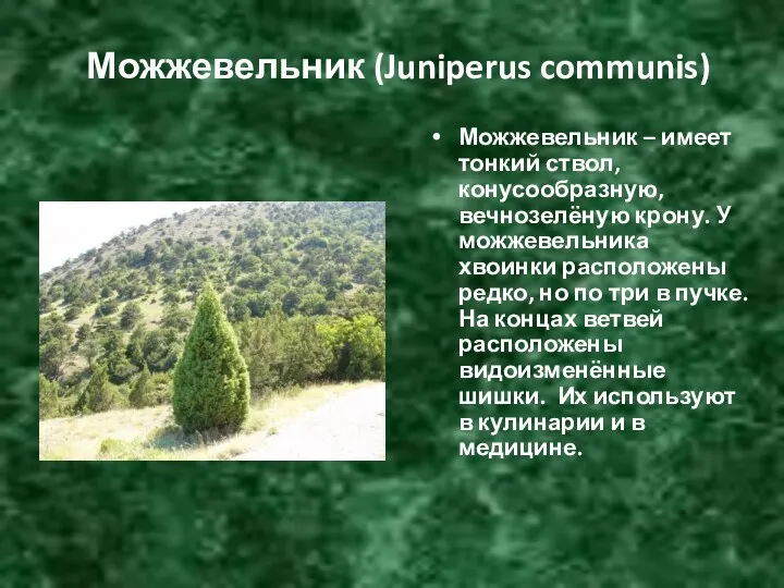 Можжевельник (Juniperus communis) Можжевельник – имеет тонкий ствол, конусообразную, вечнозелёную крону. У можжевельника