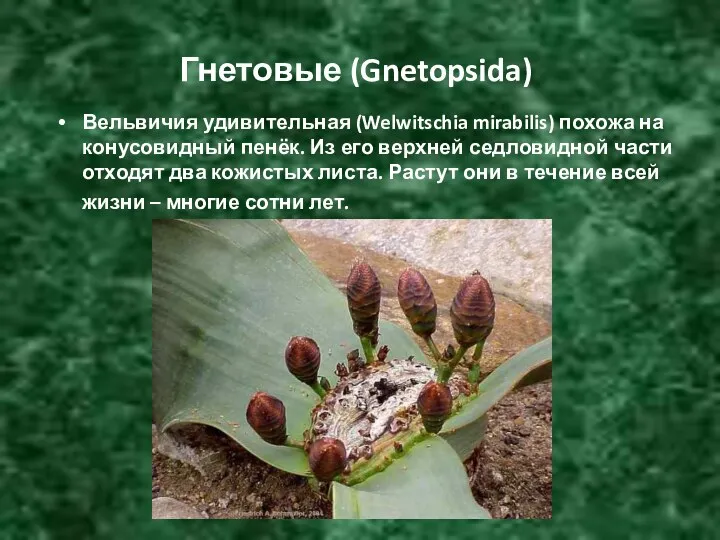 Гнетовые (Gnetopsida) Вельвичия удивительная (Welwitschia mirabilis) похожа на конусовидный пенёк. Из его верхней
