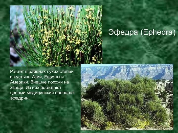 Эфедра (Ephedra) Растет в районах сухих степей и пустынь Азии, Европы и Америки.