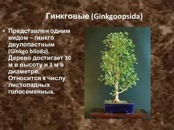 Гинкговые (Ginkgoopsida) Представлен одним видом – гинкго двулопастным (Ginkgo biloda). Дерево достигает 30