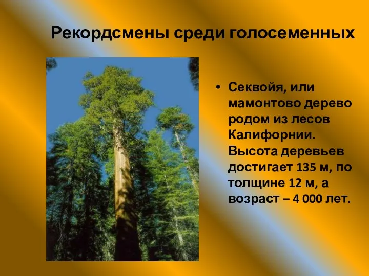 Рекордсмены среди голосеменных Секвойя, или мамонтово дерево родом из лесов Калифорнии. Высота деревьев