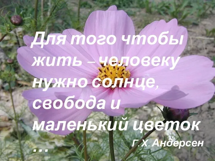 Для того чтобы жить – человеку нужно солнце, свобода и маленький цветок … Г. Х. Андерсен