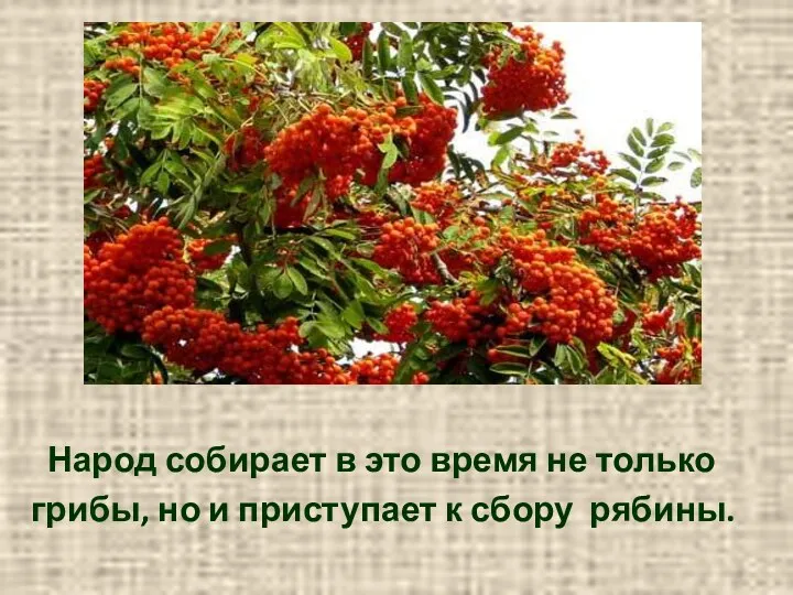 Народ собирает в это время не только грибы, но и приступает к сбору рябины.