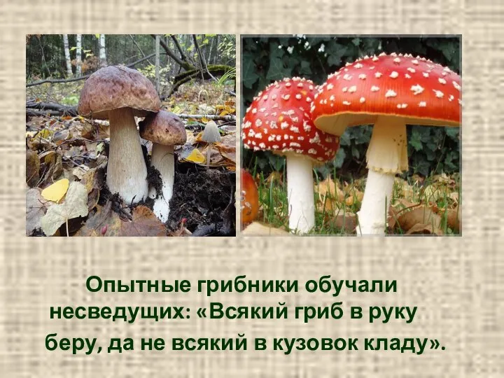 Опытные грибники обучали несведущих: «Всякий гриб в руку беру, да не всякий в кузовок кладу».