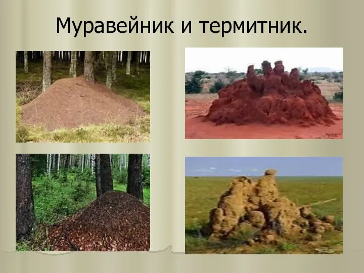 Муравейник и термитник.