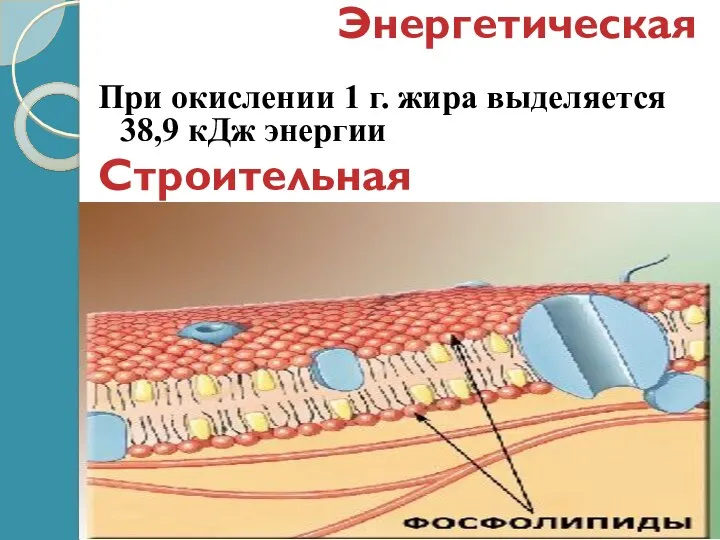 Строительная Энергетическая При окислении 1 г. жира выделяется 38,9 кДж энергии