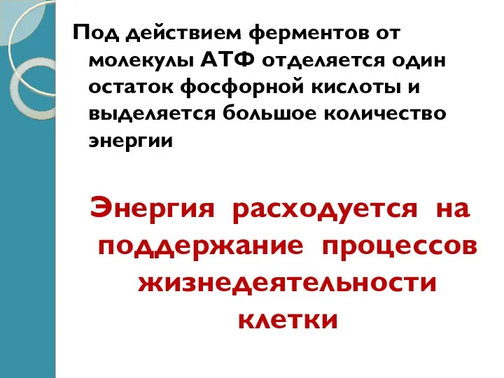 Под действием ферментов от молекулы АТФ отделяется один остаток фосфорной