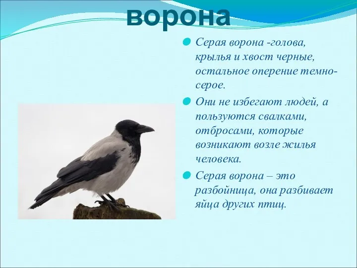 ворона Серая ворона -голова, крылья и хвост черные, остальное оперение