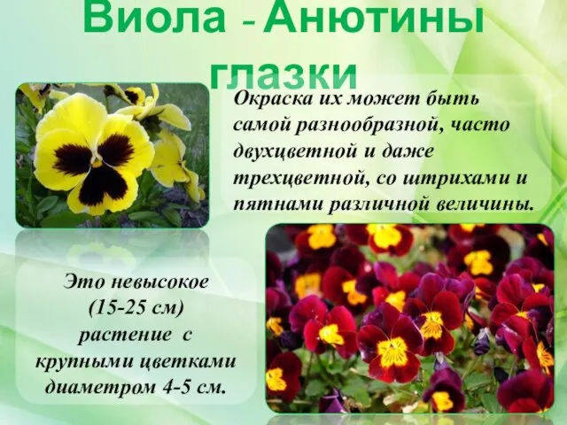 Виола - Анютины глазки Это невысокое (15-25 см) растение с
