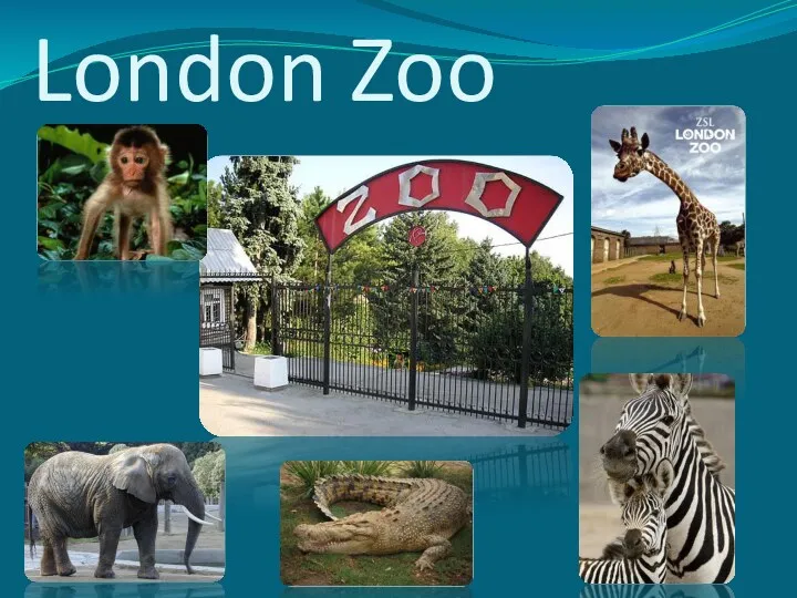 London Zoo