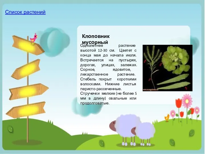 Однолетнее растение высотой 12-30 см. Цветет с конца мая до