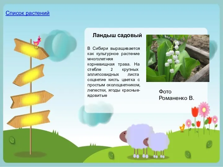 В Сибири выращивается как культурное растение многолетняя корневищная трава. На