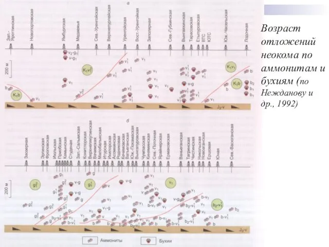 Возраст отложений неокома по аммонитам и бухиям (по Нежданову и др., 1992)