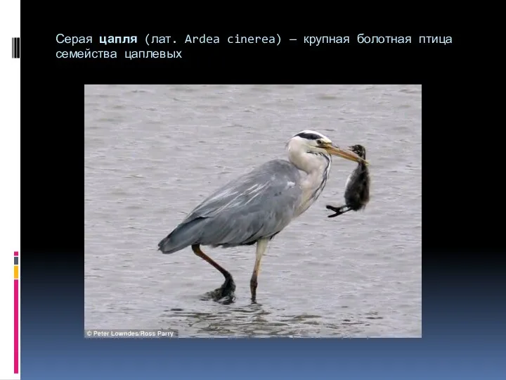 Серая цапля (лат. Ardea cinerea) — крупная болотная птица семейства цаплевых