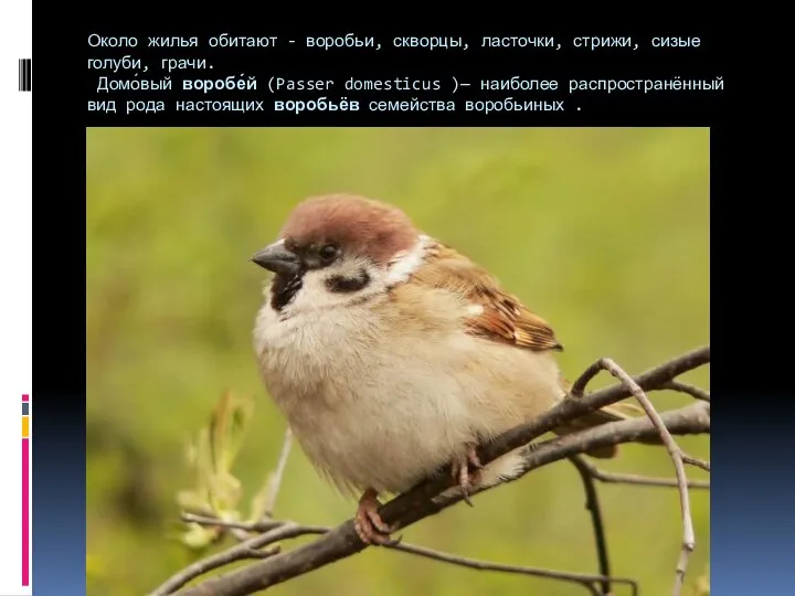 Около жилья обитают - воробьи, скворцы, ласточки, стрижи, сизые голуби,