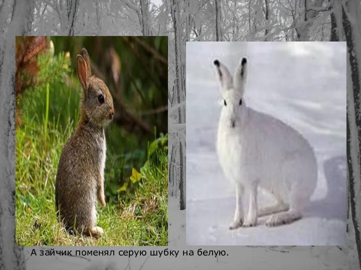 А зайчик поменял серую шубку на белую.