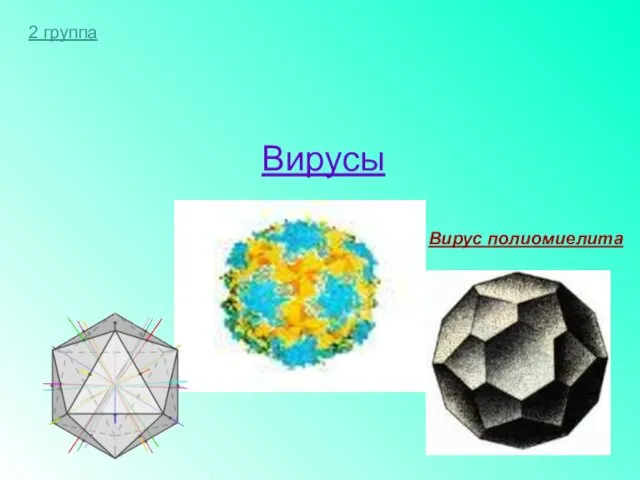 Биология. Вирусы Вирус полиомиелита 2 группа