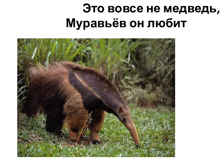 Это вовсе не медведь, Муравьёв он любит есть.