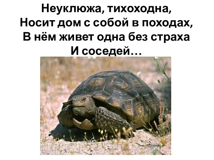 Неуклюжа, тихоходна, Носит дом с собой в походах, В нём живет одна без страха И соседей…