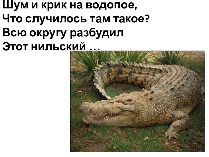 Шум и крик на водопое, Что случилось там такое? Всю округу разбудил Этот нильский …