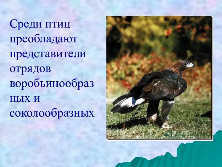 Среди птиц преобладают представители отрядов воробьинообразных и соколообразных